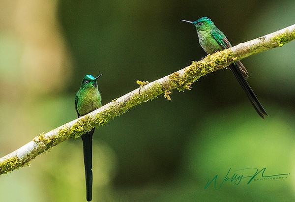 Long Tailed Sylph_0R8A9931 - Hummingbirds - Walter Nussbaumer Photography 
