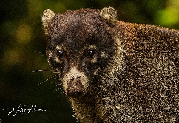 White Nosed Coati_0R8A7979 - Miscellaneous Wildlife - Walter Nussbaumer Photography 