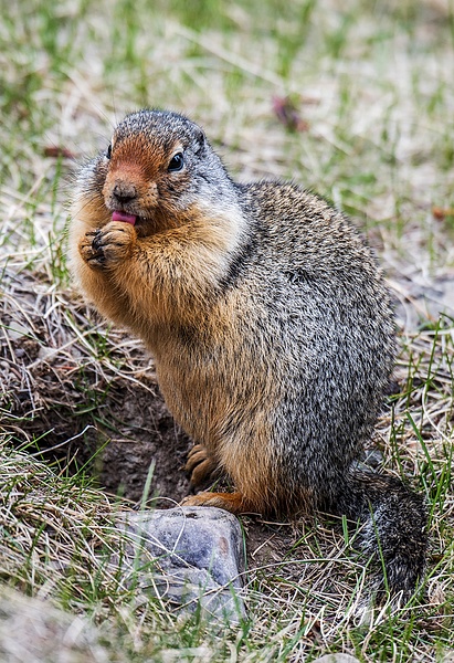 Columbian Ground Squirrel 2015-10-05_DSC0947 - Walter Nussbaumer