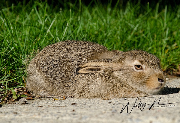 Baby Jack Rabbit_26_06_2013_DSC3301 - Miscellaneous Wildlife - Walter Nussbaumer Photography 