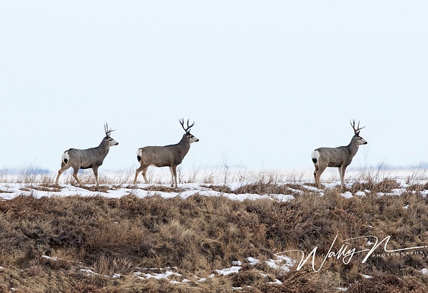 Three Deer_0R8A9154 - Miscellaneous Wildlife - Walter Nussbaumer Photography  