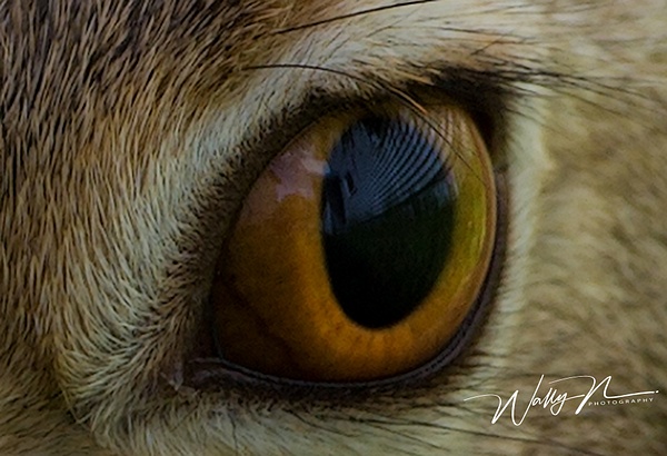Eye ofJack rabbit_073A3814 - Miscellaneous Wildlife - Walter Nussbaumer Photography 