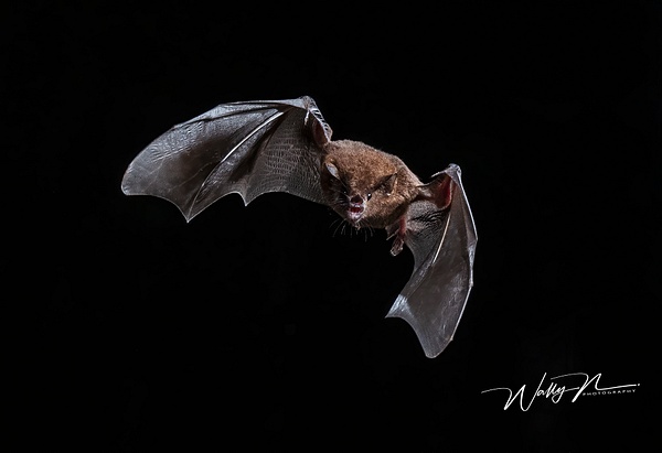 Long-tongued Bat_DSC3044 - Miscellaneous Wildlife - Walter Nussbaumer Photography  