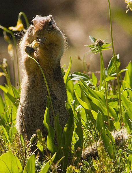 Columbian-Ground-Squirrel-( - Miscellaneous Wildlife - Walter Nussbaumer Photography 