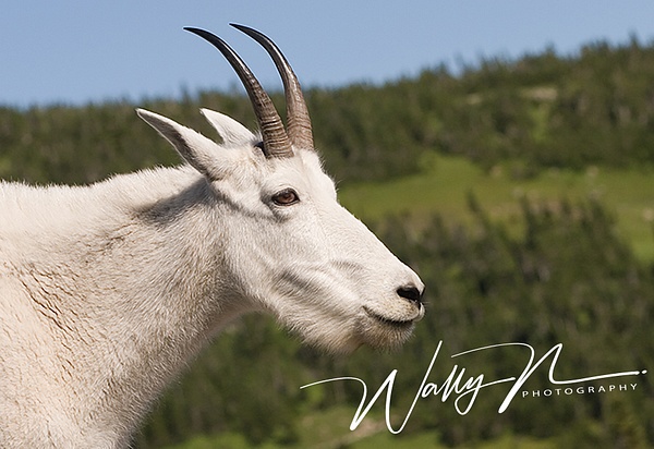 Goat_0015(web) - Miscellaneous Wildlife - Walter Nussbaumer Photography 