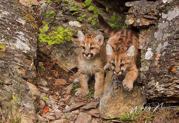 Cougar cubs_MG_6601 - Miscellaneous Wildlife - Walter Nussbaumer Photography  