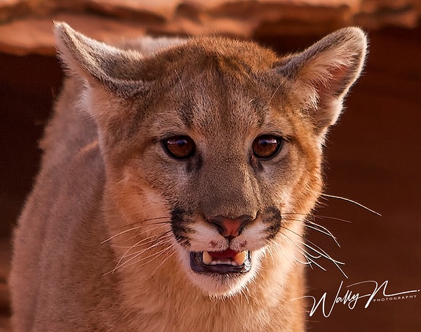 Cougar_MG_0453 - Miscellaneous Wildlife - Walter Nussbaumer Photography  