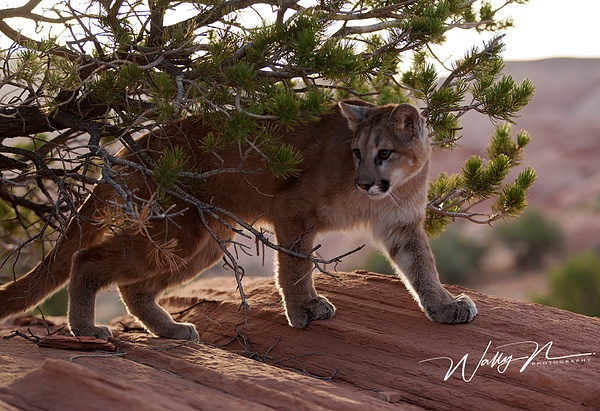 Cougar_F3O7847 - Miscellaneous Wildlife - Walter Nussbaumer Photography 