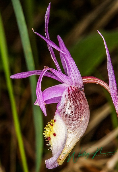 Calypso Orchid_73A0081 - Wildflowers - Walter Nussbaumer Photography  