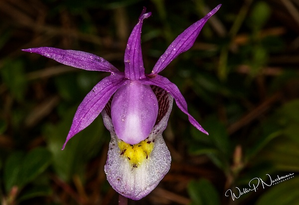 Calypso Orchid__73A0087 - Walter Nussbaumer