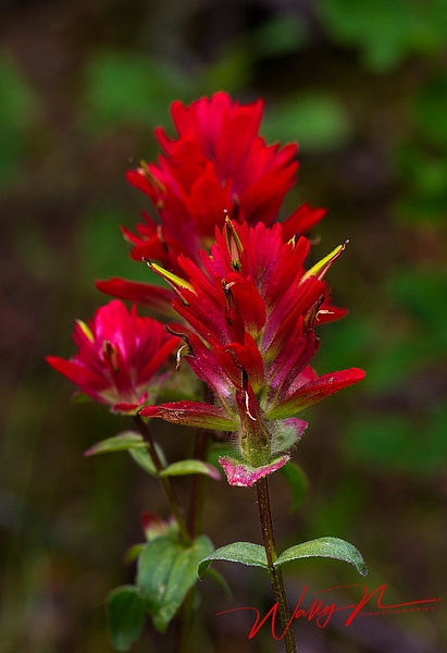Indian Paintbrush 7D_MG_4847 - Wildflowers - Walter Nussbaumer Photography 