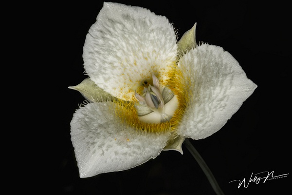 Mariposa 2 - Wildflowers - Walter Nussbaumer Photography 