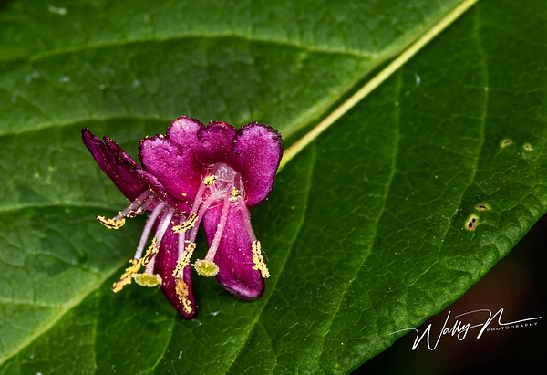 Limber Honeysuckle_73A8670 - Wildflowers - Walter Nussbaumer Photography 