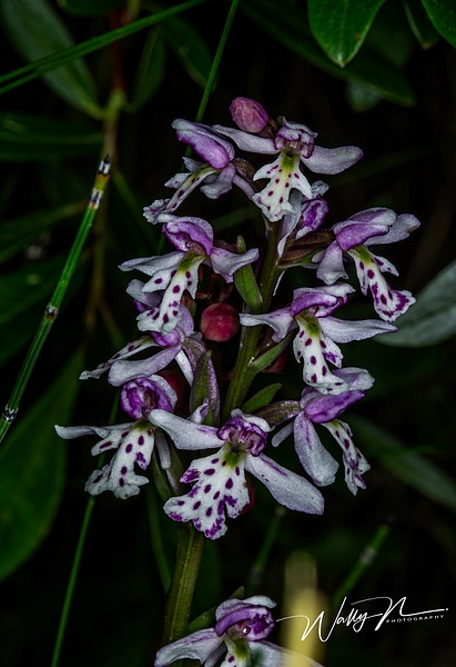 Marsh Orchid_73A8693 - Wildflowers - Walter Nussbaumer Photography  