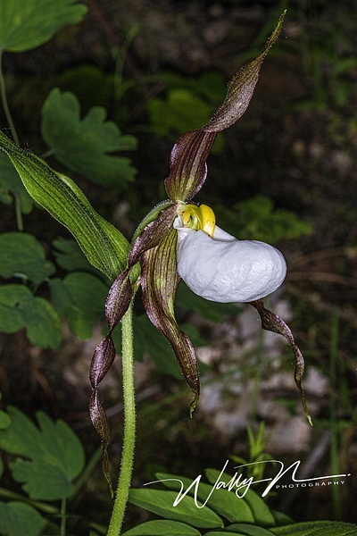 Mountain Lady Slipper Orchid_IMG_8417 - Walter Nussbaumer