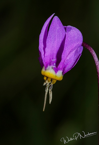 Shooting Star_73A0130 - Wildflowers - Walter Nussbaumer Photography  