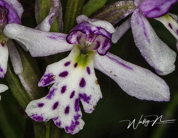 Spotted Round Leaved Orchid CU_73A8694 - Walter Nussbaumer 