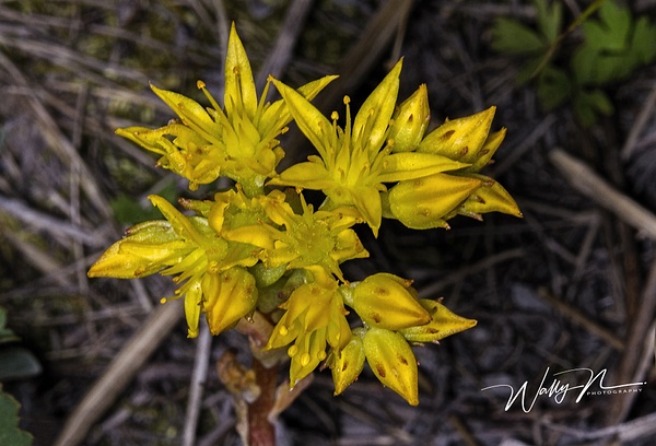 Subalpine Stonecrop_IMG_8446 - Wildflowers - Walter Nussbaumer Photography 
