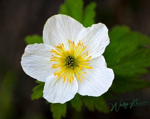 Canada anemone_DSC0175 - Wildflowers - Walter Nussbaumer Photography 