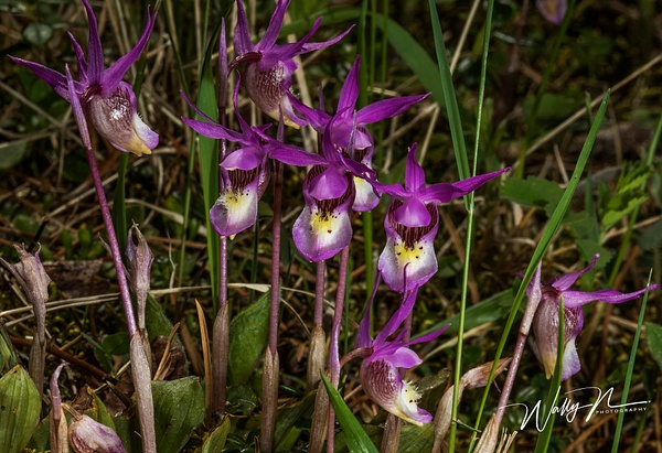 Calypso Orchid_0R8A7353 - Wildflowers - Walter Nussbaumer Photography  