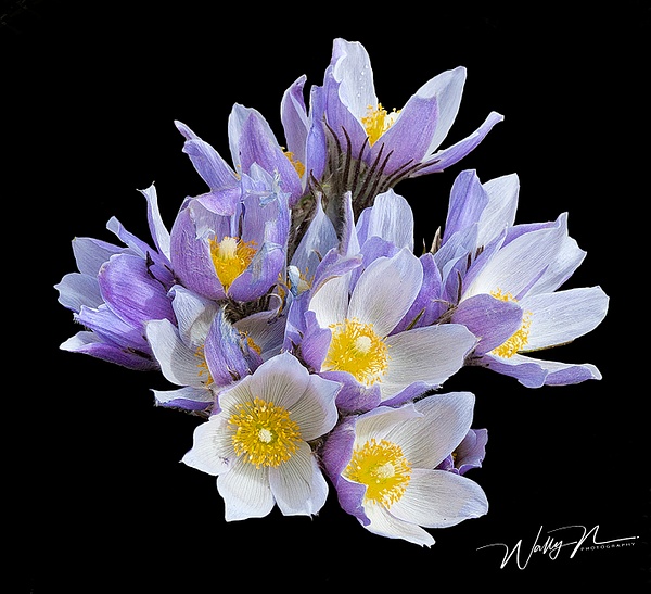 Crocus -2F3O9685 - Wildflowers - Walter Nussbaumer Photography 