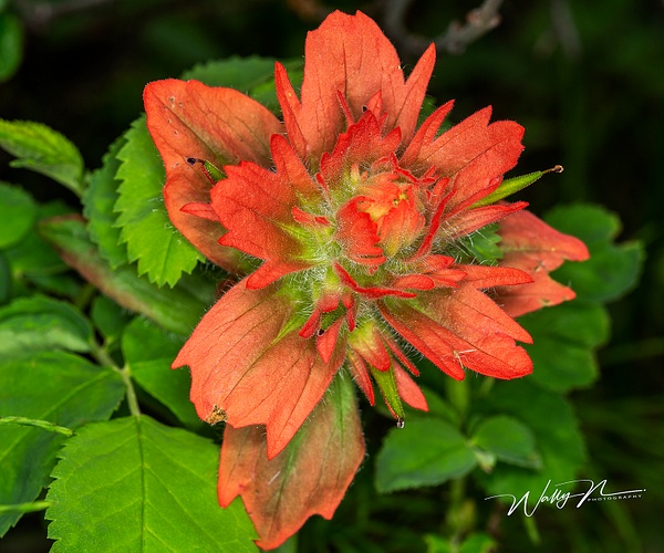 Indian Paintbrush_73A8686 - Wildflowers - Walter Nussbaumer Photography  
