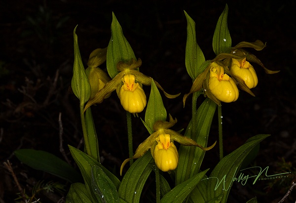 Lady Slipper Orcchid_73A0115 - Wildflowers - Walter Nussbaumer Photography 