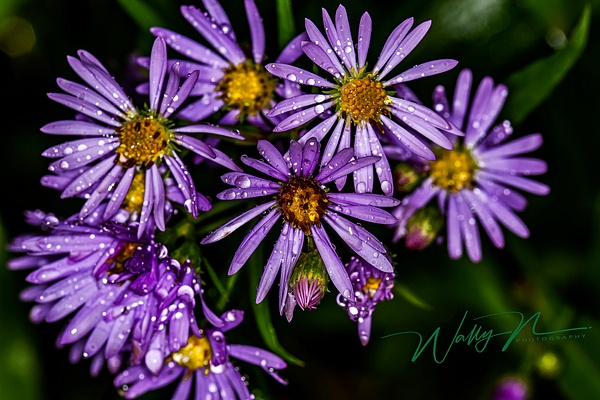 European michaelmas daisy_MG_5050 - Wildflowers - Walter Nussbaumer Photography  