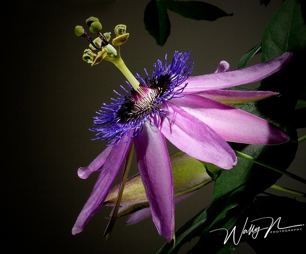 Passion Flower 13-4-05 - Wildflowers - Walter Nussbaumer Photography  