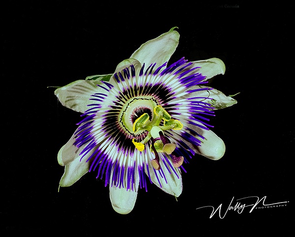PassionFlower Caerula24 - Wildflowers - Walter Nussbaumer Photography 