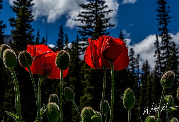 Poppy LL_F3O1222 - Wildflowers - Walter Nussbaumer Photography  