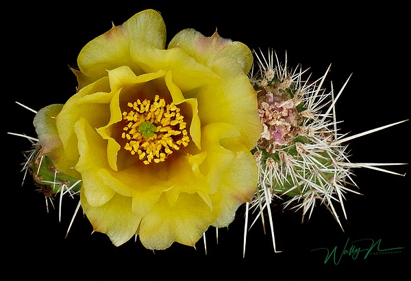 Prickly Pear Cactus_MG_0092 - Wildflowers - Walter Nussbaumer Photography  