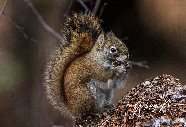 Pine Squirrel_0R8A0082 - Miscellaneous Wildlife - Walter Nussbaumer Photography 