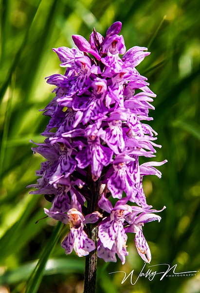 Common Spotted Orchid_DSC2217 - Wildflowers - Walter Nussbaumer Photography 
