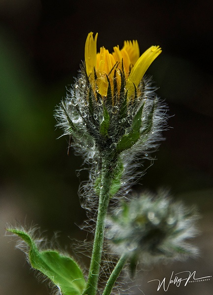 Prickly hawkweed_DSC2295 - Wildflowers - Walter Nussbaumer Photography 