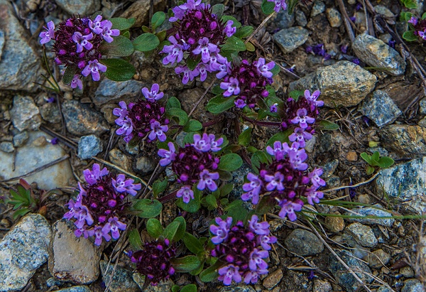 Wild Alpine Thyme_DSC1865 - Wildflowers - Walter Nussbaumer Photography 
