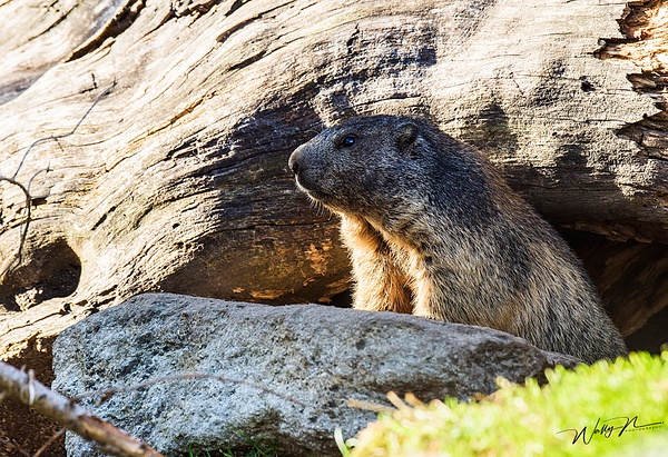 Alpine Marmot_(Switzerland) - Miscellaneous Wildlife - Walter Nussbaumer Photography 