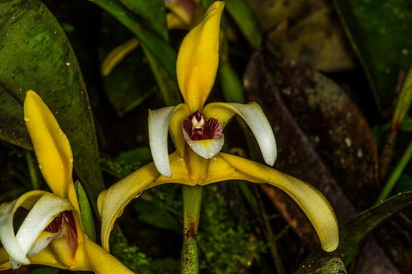 Coelogyne Orchid_73A9591 - Wildflowers - Walter Nussbaumer Photography  