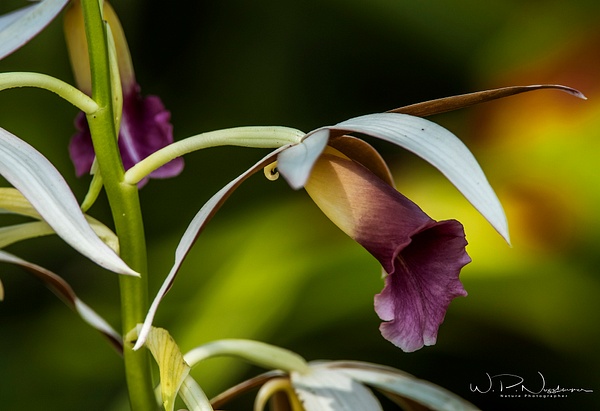 Cattleya Orchid(B)_0R8A5060 - Wildflowers - Walter Nussbaumer Photography 
