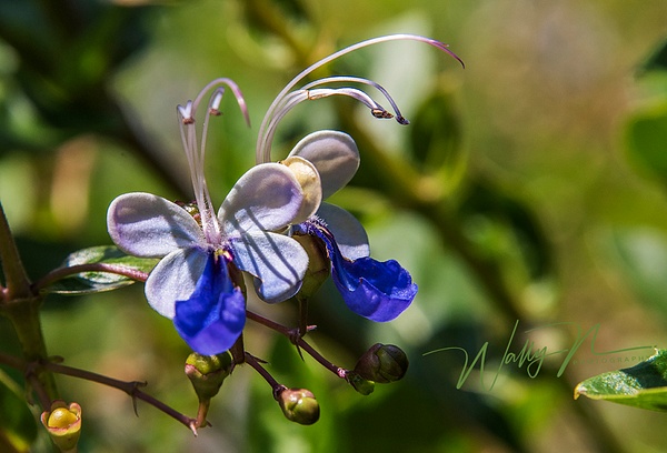 Blue fountain bush_DSC2503 - Wildflowers - Walter Nussbaumer Photography  