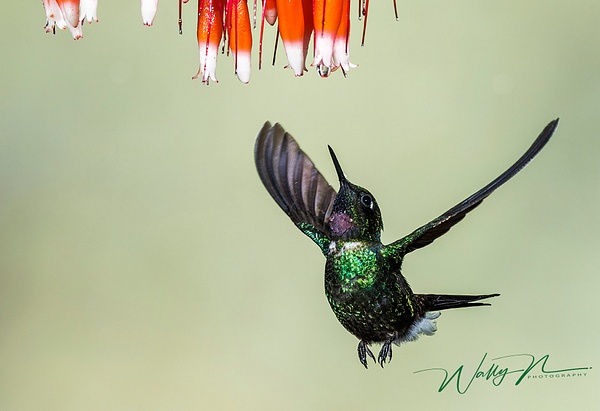 Tourmaline Sunangel_DSC0441 - Hummingbirds - Walter Nussbaumer Photography  