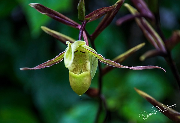 Lady Slipper Orchid_DSC3794 - Wildflowers - Walter Nussbaumer Photography 