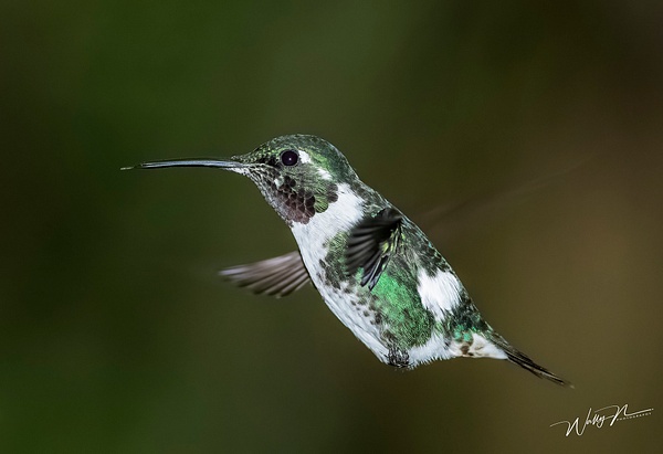 Woodstar(M)_0R8A0209 - Hummingbirds - Walter Nussbaumer Photography  