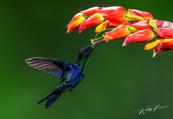 Crowned Woodnymph_73A9323 - Hummingbirds - Walter Nussbaumer Photography  