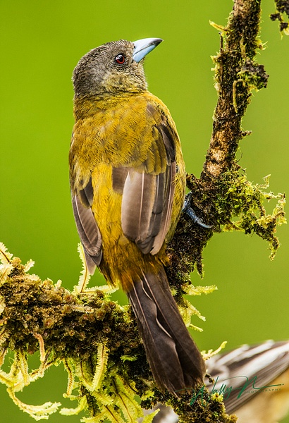 Passerini's Tanager (F)_0R8A6951 - Walter Nussbaumer
