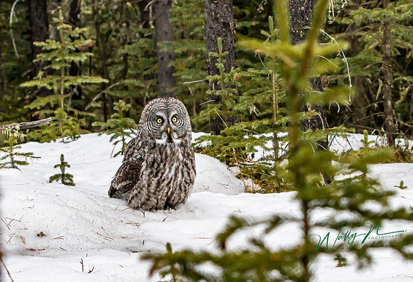 Great Grey Owl_29_03_2013_IMG_6406 - Great Grey Owls - Walter Nussbaumer Photography 