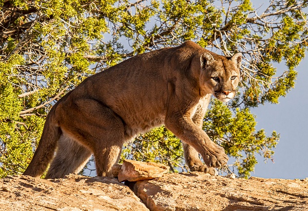 Mountain Lion_MG_8866 - Additional Files - Walter Nussbaumer Photography 