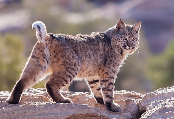 Bobcat_F3O7760 - Additional Files - Walter Nussbaumer Photography  