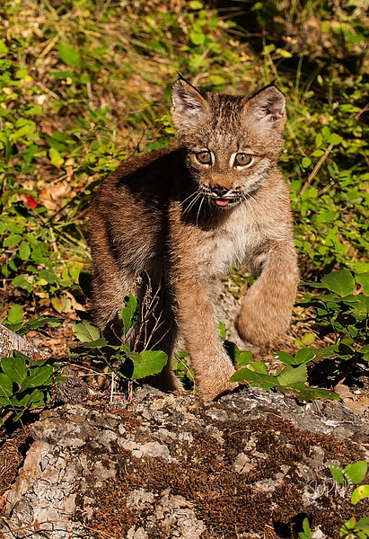 Lynx Kitten_F3O1748 - Additional Files - Walter Nussbaumer Photography  