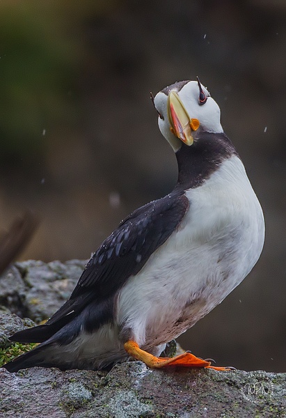 Puffin_73A0256 - Additional Files - Walter Nussbaumer Photography 